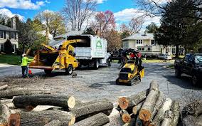 Trusted Jones Valley, CA Tree Services Experts